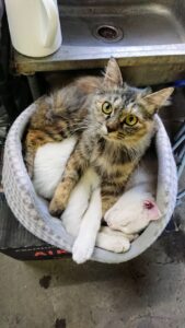 ムギとハク ムギとハク